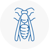 Worcester Wasp Nest Removal